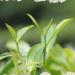 HELLOYOUNG 500g Th blanc chinois bio la pivoine Th vert th Pu'er au go t pur et intense Th pu-erh Pu'er Tea - Buy Online on GoSupps.com