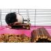 Hamster Kielzeuge Set - 10 Natural Wooden Guinea Pig Toys for Dental Care & Exercise | Ideal for Rats & Chinchillas - Buy Online on GoSupps.com