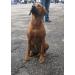 Premium Amber Necklace for Dogs & Cats | Leather Clasp | Flea & Tick Protection 30-35cm - Buy Online on GoSupps.com