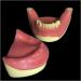 Buy Dytah Dental Jaw Teeth Demonstration Model - Lavish Gum Typodont for Teaching & Study (2 PCs) | International Shipping Available - Buy Online on GoSupps.com