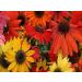 Echinacea Purpurea Collection - Hardy Perennials | Bee-Friendly Purple Sun Hat by Perennial Passages - Buy Online on GoSupps.com