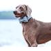 Dogwong Comfortable Adjustable Dog Collar with Removable Fly - Blue Pet Collar for Small to Medium Dogs - Perfect Gift for Girls | X-Small (Pack of 1) - Buy Online on GoSupps.com
