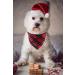 Lionet Paws Christmas Dog Bandana | Triangular Scarf for Small Medium & Large Dogs | Festive Checked Design - Buy Online on GoSupps.com