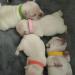 Smukdoo Puppy ID Collars 12PCS Assorted Colors Puppy Identification Collars Adjustable Puppy ID Bands for Pet - Buy Online on GoSupps.com