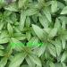 Vistaric Promotion! Vegetable mint Vegetable seeds Balcony Potted mint Germination rate 98% Aromatic plant seeds 200PCS