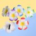 Pretyzoom Hawaiian Plumeria Hairpins - 12-Piece Tropical Hair Clip Set for Beach Weddings & Parties - 9cm Mixed Colors - Buy Online on GoSupps.com