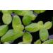 5 x LIVE DUCKWEED (LEMNA MINOR) - Buy Online on GoSupps.com