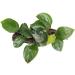Anubias on Wood - Floating. Adds 3D Effect in a Planted Tank - Buy Online on GoSupps.com