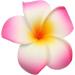 GSHLLO 10 Pcs 7cm Multicolor Hawaiian Foam Flower Hair Clips for Wedding Party - Buy Online on GoSupps.com
