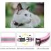 4 Pack Cat Collar Safety Release Adjustable Kitten Collars with Bell Reflective & Quick Release - Buy Online on GoSupps.com