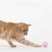 Voviggol 12-Pack Jingle Balls Cat Toys with Bells - Colorful Pet Toys for Kittens & Cats - Fun Pounce & Chase Playtime - Buy Online on GoSupps.com