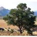 VISA STORE Colorado Pine Nuts, Pinus edulis, 30 Seeds Seeds (Hardy Evergreen, Edible)