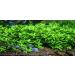 Staurogyne Repens - Live Aquarium Plants - Buy Online on GoSupps.com