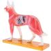 Nicfaky Anatomical Dog Model Acupuncture Anatomy Acupuncture Point Model of the Dog Body with 72 Acupuncture Points Study Model - Buy Online on GoSupps.com