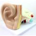 Educational Model Human Ear Model Outer Ear Middle Ear Inner Ear Otolaryngology Ear Structure Model Ear Structure - Buy Online on GoSupps.com