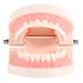 Syrisora 1PC PVC Dental Teaching Model | Educational Tool for Kids to Learn Teeth Brushing - Buy Online on GoSupps.com