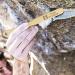 Premium Rock Climbing Brush with Thick Boar's Hair Bristles - Durable Bouldering Brush with Strong Handle | Ideal Rock Climbing Gift - Buy Online on GoSupps.com