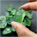 Natural Crystal Rough Natural Crystal Rough Natural Green Fluorite Quartz Crystal Rock Tumble Stones for Fish Tank Aquarium Garden Decoration (Size : 60-70G) - Buy Online on GoSupps.com