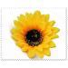 Vasana 6-Piece Sunflower Hair Clips for Women & Girls | Slipproof Crocodile Hairpins | Perfect Hairstyling Accessories for Parties Beach Vacations & Weddings - Buy Online on GoSupps.com