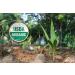 Organic Cocomel Vanilla - 1oz Chocolate Covered Caramel Treat - Buy Online on GoSupps.com