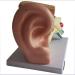 Model of Human Ear Anatomy Removable Medical Teaching Aids Model The Ear Anatomy of The Inner Ear Hearing Teaching Demonstration - Buy Online on GoSupps.com
