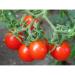 30 Riesentraub Tomato 2018 (All Non-ogm semi-cimel Vegetable!) - Buy Online on GoSupps.com