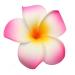 Buy HugeStore 10pcs 5cm Hawaiian Plumeria Foam Flower Hair Clips Vibrant Hair Accessories for Any Occasion - Buy Online on GoSupps.com