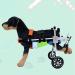 Pet Rehabilitation Cart Adjustable Dog Wheelchair for Back Legs Animal Exercise Wheels for Handicapped Hind Legs - Easy Assemble - 6 Sizes X - Small - Buy Online on GoSupps.com