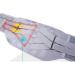 XX Large Gray Lumbar Support Belt - Adjustable Neoprene Pain Relief & Posture Correction - Buy Online on GoSupps.com