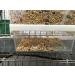 Hypeety Automatic Bird Feeder: No Mess Seed Food Container for Budgerigar, Canary, Cockatiel, Finch, Parakeet - Cage Accessories - Buy Online on GoSupps.com
