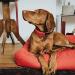 HUNTER DIVO Nylon Dog Collar - Medium Red/Grey | Premium Quality Pet Accessory - Buy Online on GoSupps.com