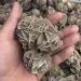 Crystal Rough 1pc raw Crystals Quartz Rough Desert Rose Stone Original Crystals - Buy Online on GoSupps.com