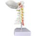 Spinal Nerves Cervical Spine & Occipital & Vertebral Artery Model Spinal Nerve Model Human Cervical Model with Neck Artery Hospital Teaching Model - Buy Online on GoSupps.com