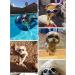WELLXUNK Dog Sunglasses - Adjustable UV Protection for Small & Medium Dogs - Waterproof Red Dog Eyewear - Buy Online on GoSupps.com