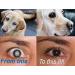 2 x 10ml bottles of The Strongest Cataract Treating Eye Drops Available 4.2% N-Acetyl-Carnosine - Over Four Times MORE than similar eye drops! Holistic & Proven Effective on People & Pets! - Buy Online on GoSupps.com