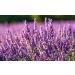 Bulk Lavender Body Lotion 5 Liters - Hydrating & Soothing Skin Care | International Shipping Available - Buy Online on GoSupps.com