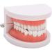 Teeth Model & Denture Gums 28Pcs - Standard Adult Teaching Tool | International Shipping - Buy Online on GoSupps.com