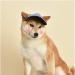 Adjustable Summer Sun Hood for Dogs - Blue Baseball Cap with Ear Holes for Small to Medium Breeds | Outdoor Sports Sun Protection - Buy Online on GoSupps.com