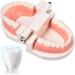 Standard Teeth Model | Tooth Models for Teaching Kids - Important Brushing Teaching Teeth Model Tool and Children Fulenyi - Buy Online on GoSupps.com