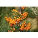 Buy Sauna Infusion Concentrate Sea Buckthorn 250ml - Natural Wellness in PET Bottle with Dropper Cap - International Shipping Available - Buy Online on GoSupps.com