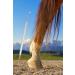 Wittex Hoof Pick for Unshod Horses - Durable Efficient Care for Your Equine Friend | International Shipping Available - Buy Online on GoSupps.com