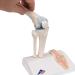 Buy 3B Scientific A85/1 Mini Knee Joint | Cross Section Bone Model | International Shipping | 3B Smart Anatomy - Buy Online on GoSupps.com