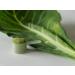 KOYAH Organic USA Collard Greens Powder | Freeze-Dried Whole-Leaf | Equivalent to 15 Cups Fresh - Buy Online on GoSupps.com