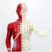 Acupuncture and Moxibustion Meridian and Extra Point Human Body Model Educational Dolls 60Cm Male Acupuncture Anatomy Model Human Meridian Point Muscle Anatomy for Display Teaching - Buy Online on GoSupps.com