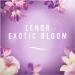 Lenor Crease Releaser Spray Removes Creases in Fabric Exotic Bloom Scent 1Pk 500ml - Buy Online on GoSupps.com