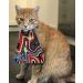 CatBib - Saves Birds Protects Cats (Small Rainbow) S Rainbow - Buy Online on GoSupps.com