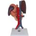6 Parts Liver Gallbladder Pancreas Spleen Stomach Pancreas Gallbladder Human Life Size Liver Pancreas and Duodenum Simulation Model Anatomy Type - Buy Online on GoSupps.com