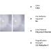 Opticlens 3X Magnifier Sheet 2 Pack - Full Page Fresnel Lens - Plastic Magnifying Sheet - 2 Count Pack - Buy Online on GoSupps.com