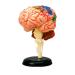 Educational Model Human Anatomy Brain Model 32 Pieces Puzzle Brain Brainstem Model Toys for Children Kids Science Experiments Medical Teaching Aids Medical Models