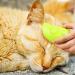 Cat Steamy Brush 3 In1 Steamy Cat Brush Cat Spray Massage Comb Cat Grooming Brush for Removing Tangled and Loosse Hair Anti-Flying Hair (1pcs) - Buy Online on GoSupps.com